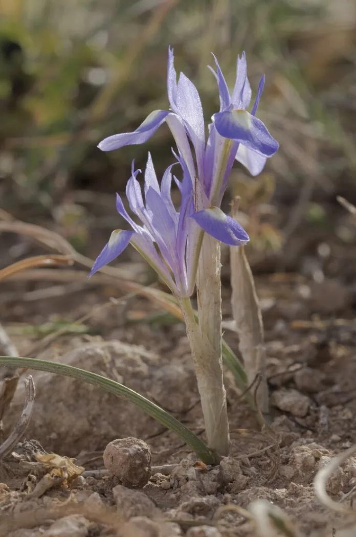 Arbuste Iris Nain