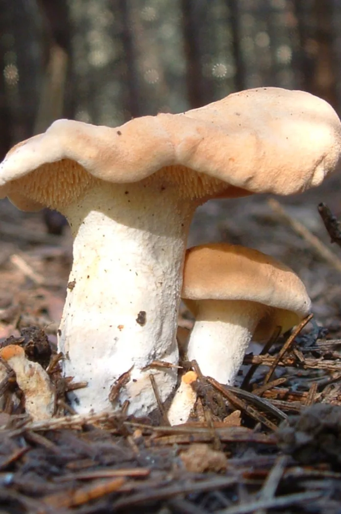 Champignon Pied De Mouton