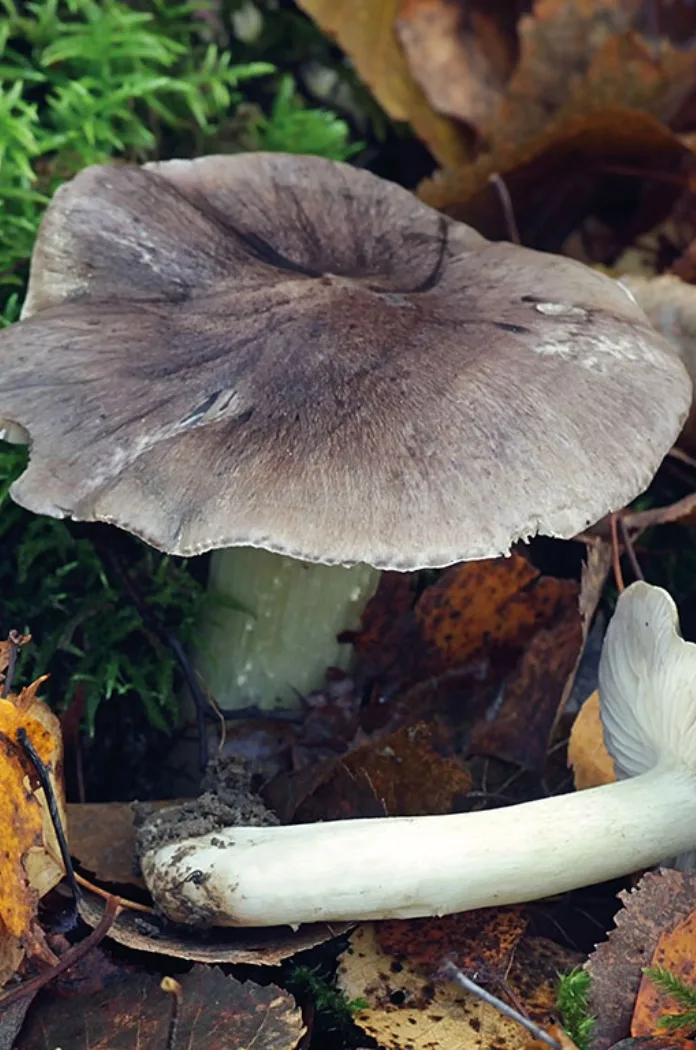 Champignon Tricholome Prétentieux