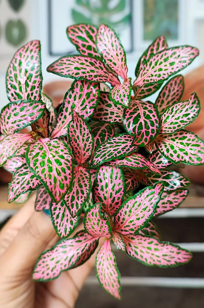 Fittonia