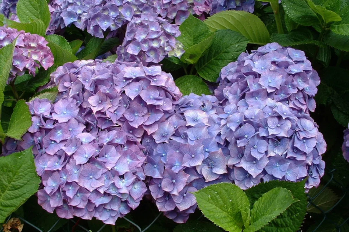 Hortensia