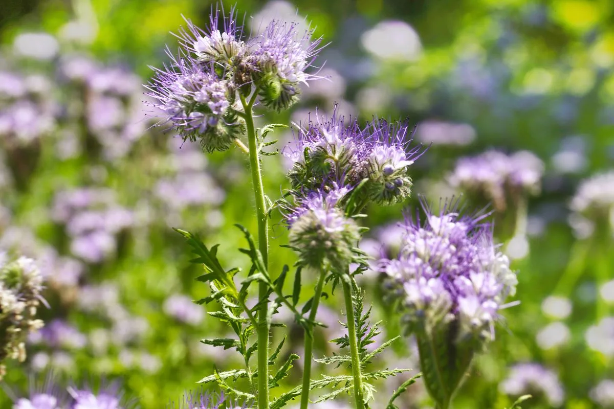 Cultiver Des Plantes Répulsives