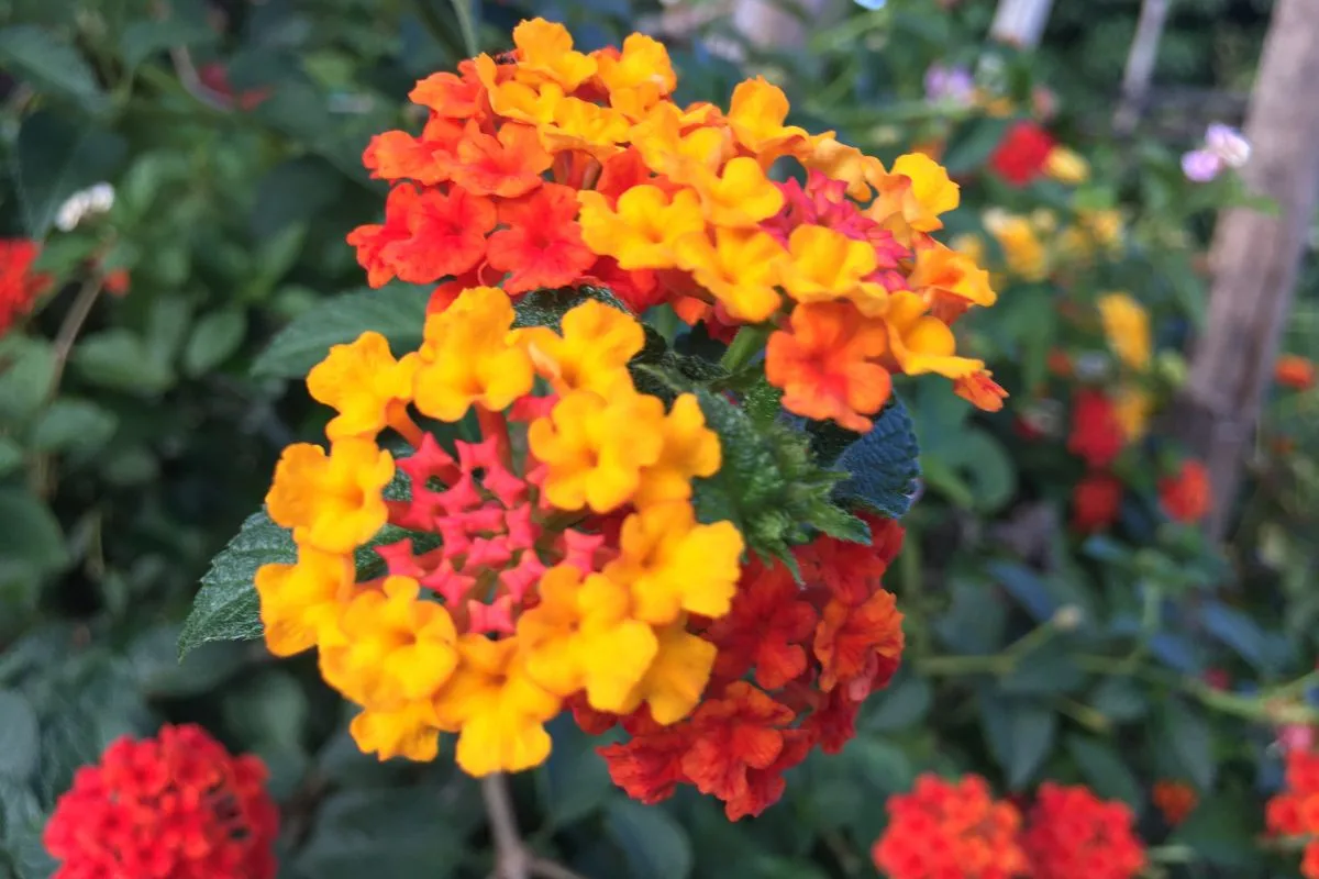 Lantana Camara