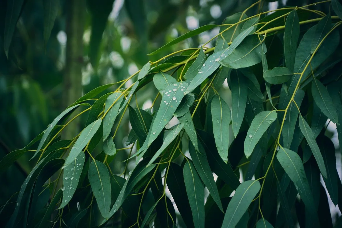 L'eucalyptus