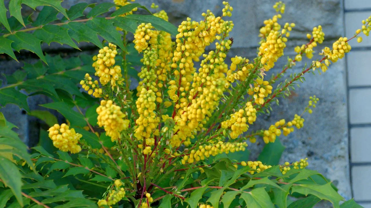 Mahonias