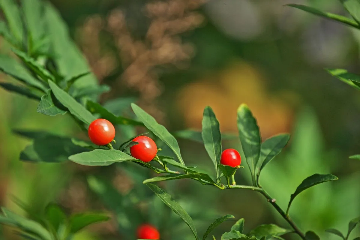 Solanum Pseudocapsicum