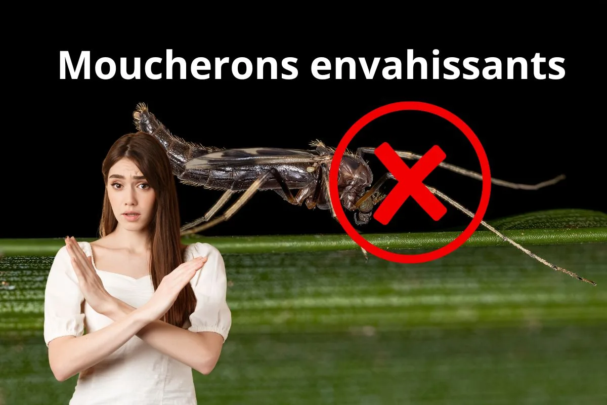 Astuces Moucherons Elimination