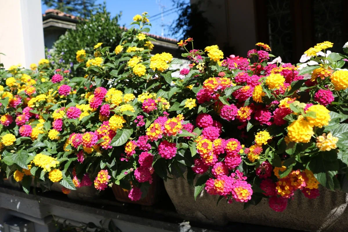 Égayer votre balcon avec 3 fleurs magnifiques et originales.