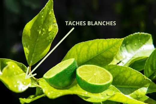 Citronnier Detresse Taches Blanches Feuilles