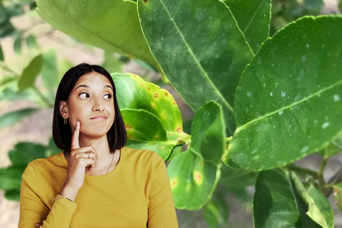 Symptômes associés aux taches blanches sur les feuilles d'un citronnier en détresse.