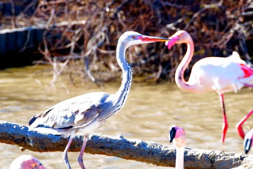 Héron Cendré Et Le Flamant Rose