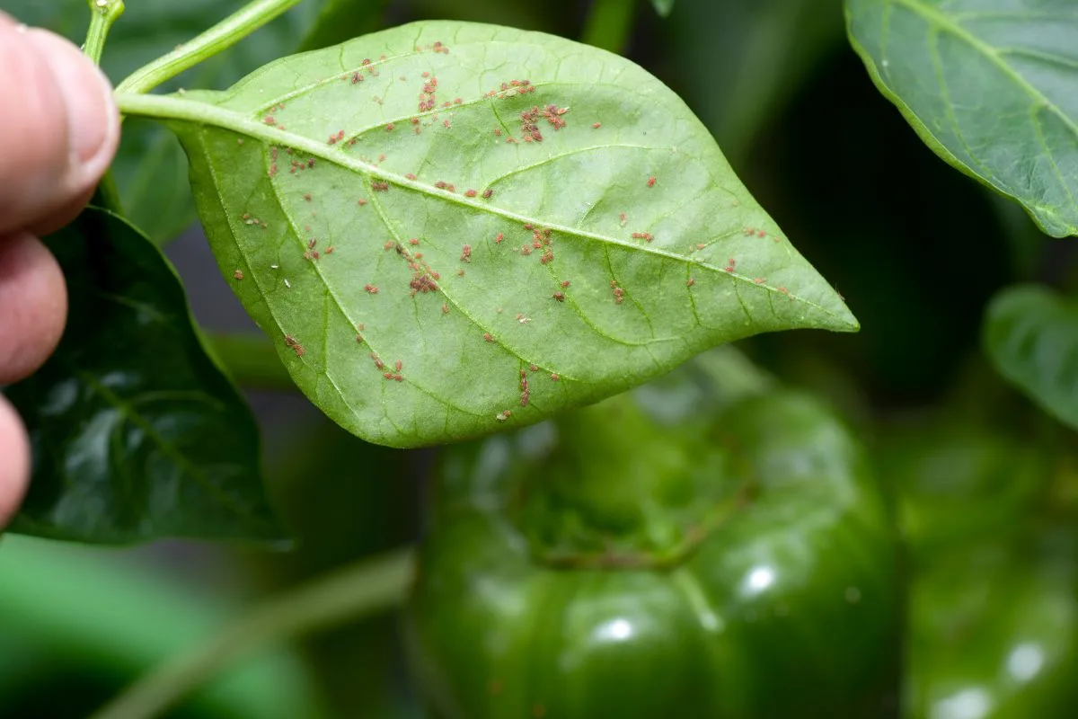 Guide illustré pour identifier les ennemis du potager