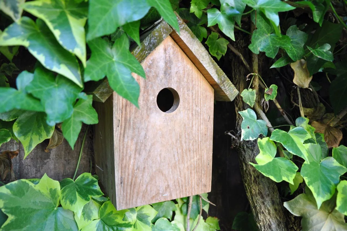 Nichoirs Pour Les Oiseaux