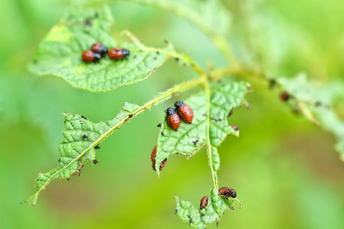 Nuisibles Potager Lutte Naturelle