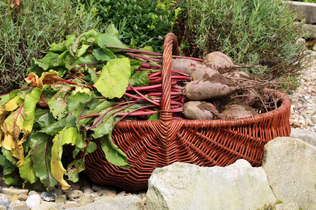 Les bienfaits de la permaculture pour votre assiette.