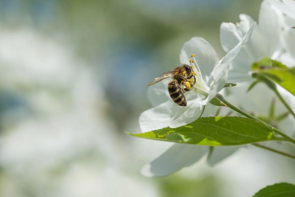 Plantes mellifères nourrissant les abeilles