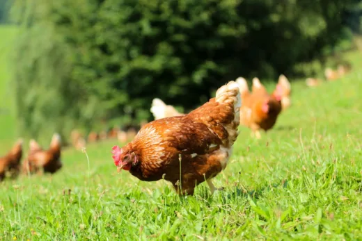 Acheter Des Poules Y Avez Vous Pensé