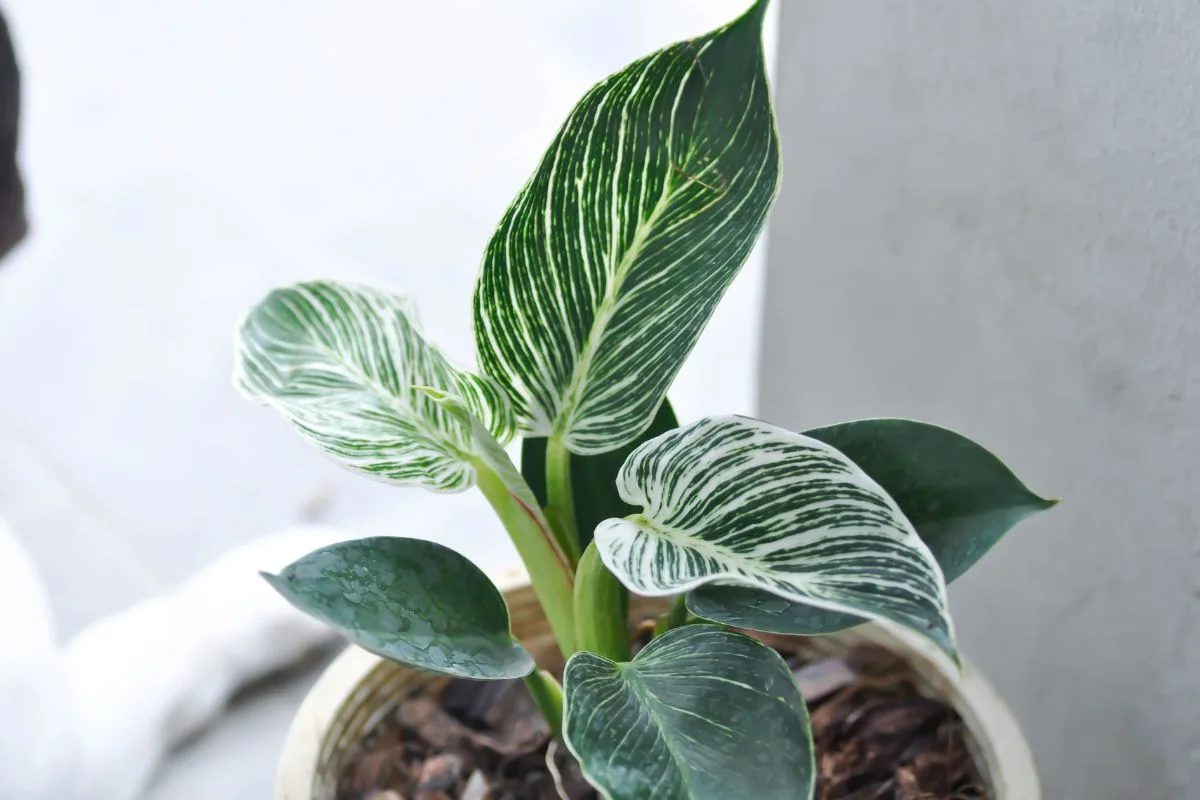 Le Philodendron