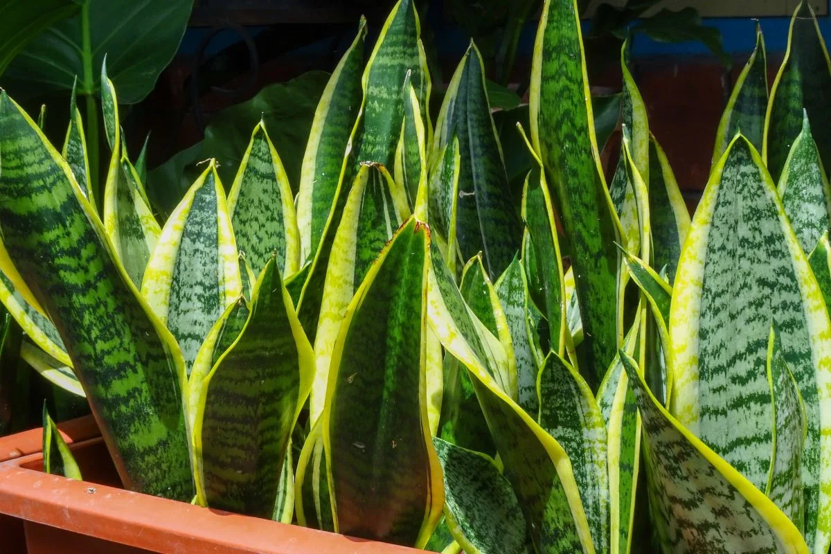 Le Sansevieria