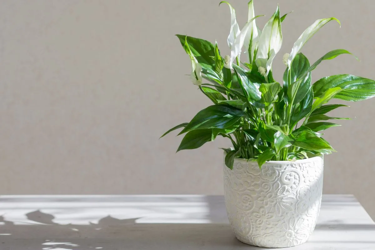 Le Spathiphyllum