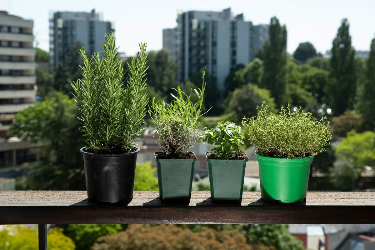 Découvrez le choix des herbes aromatiques pour agrémenter votre jardin au balcon.