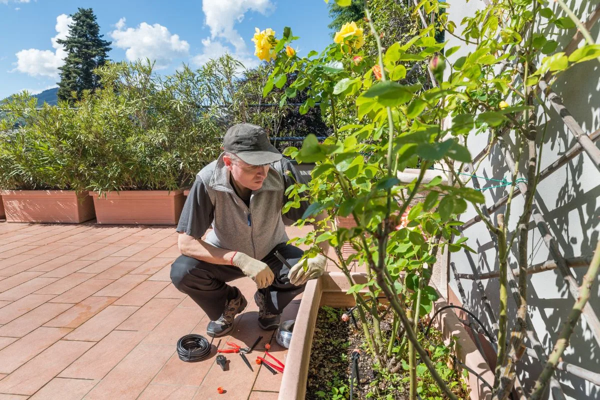 Irrigation efficace avec le système goutte à goutte pour un jardin résistant à la sécheresse