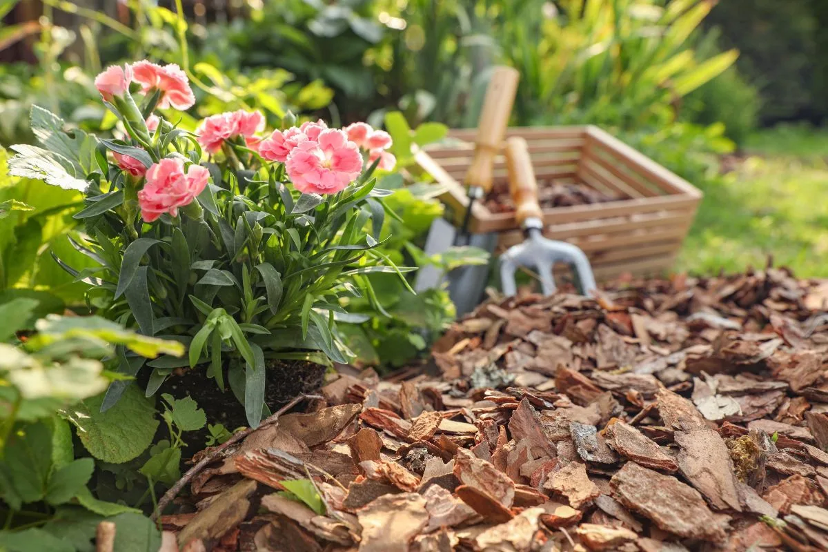 Paillis pour une gestion efficace de l'humidité dans le jardin sec