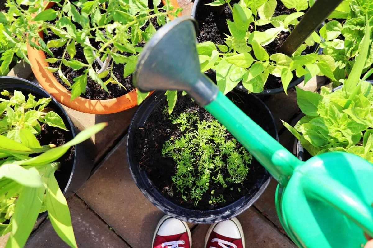 Choisir les bons conteneurs pour réussir votre jardinage en conteneurs.