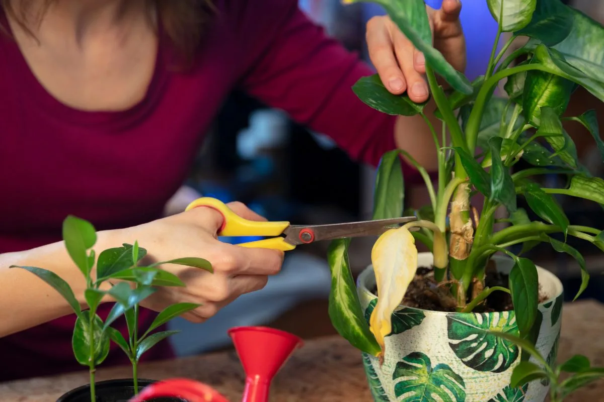 Soin et entretien des plantes en conteneurs pour une croissance saine.