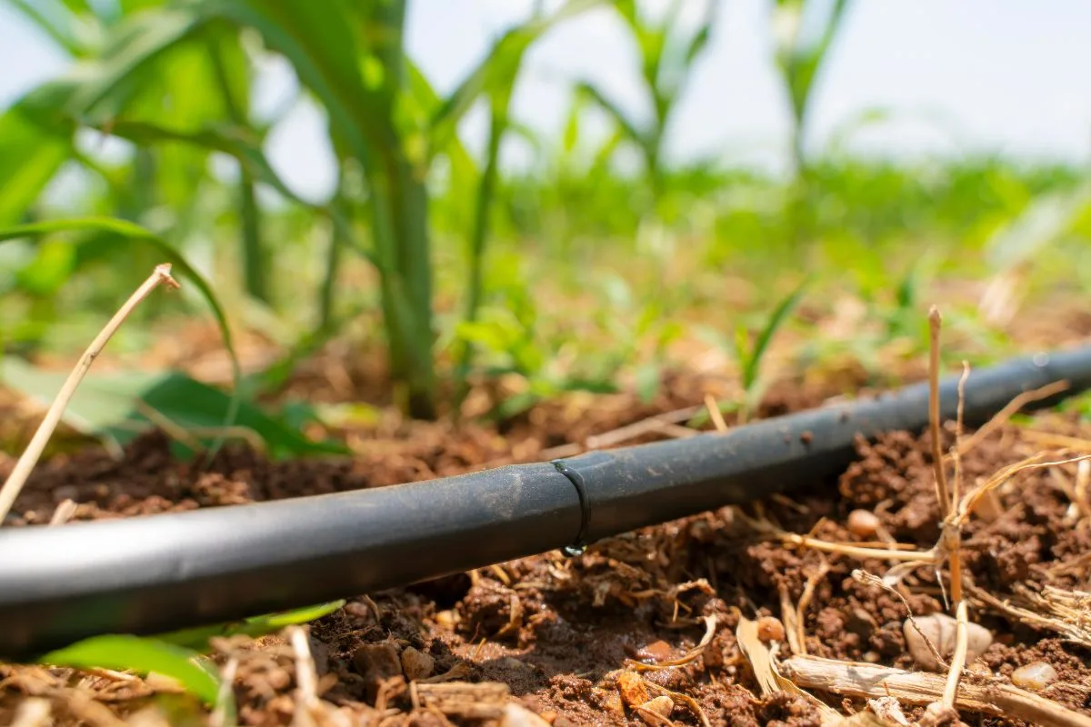 Optez pour les systèmes d'arrosage goutte à goutte pour une précision et une efficacité optimales au jardin.