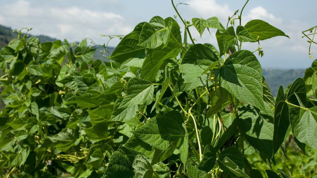 Haricots Verts