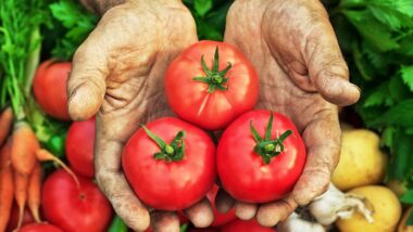 Récolte De Tomates Doublée
