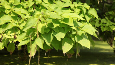 Arbre Pousse Vite