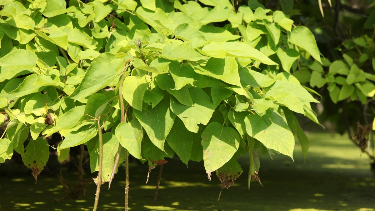 Arbre Pousse Vite