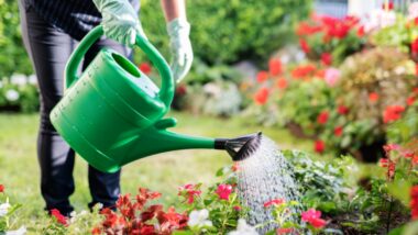 Arrosage Du Jardin