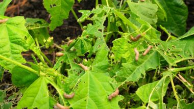 Invasion De Limaces